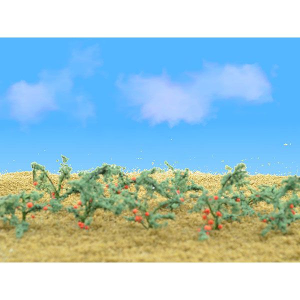 95526 TOMATO PLANTS-O