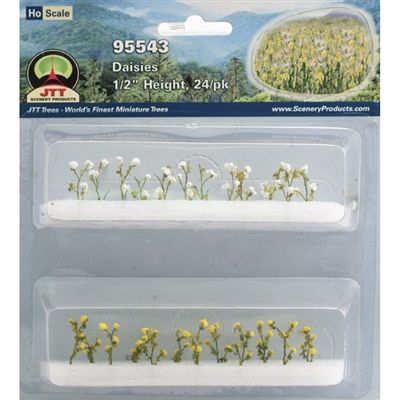 95543 DAISIES 24PK-HO