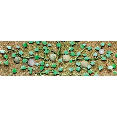 95573 CANTALOUPE PATCH-HO