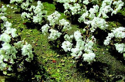 95590 COTTON PLANTS-HO