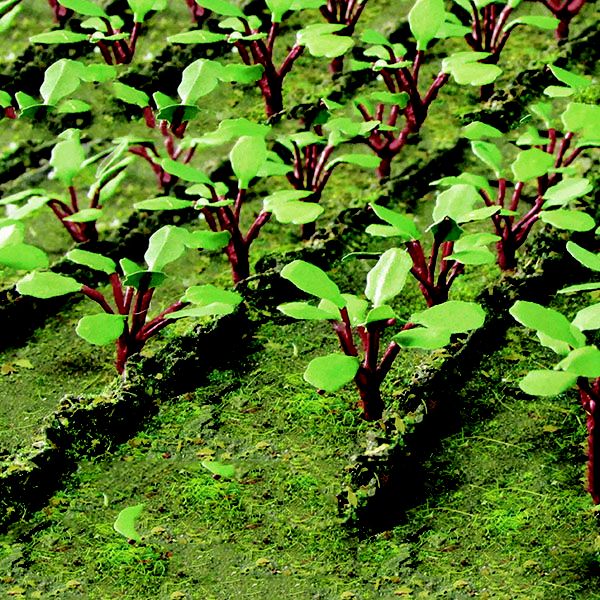 95592 RHUBARB PLANTS-HO