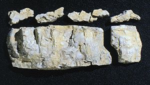 C1243 BASE ROCK MOLD