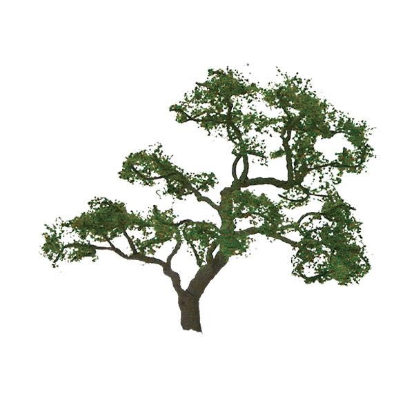 94430 2" BEECH TREES