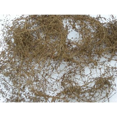 95063 DRY VINES, DEAD FOLIAGE