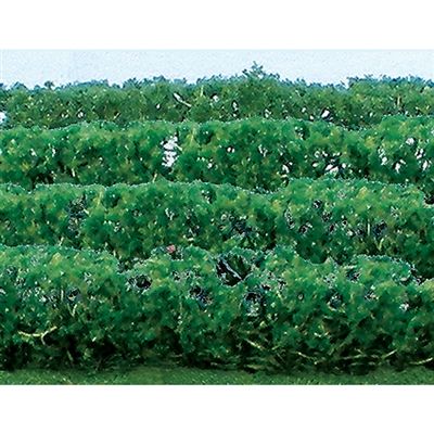 95515 GREEN HEDGES