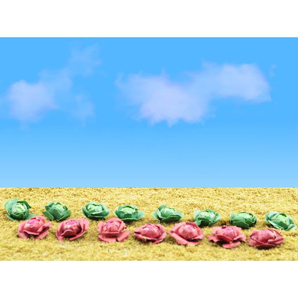 95528 CABBAGES AND LETTUCES-O