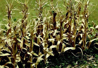 95588 DRIED CORN STALKS-HO