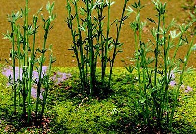 95600 BAMBOO PLANTS-HO