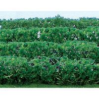 95615 HEDGEROWS-HO
