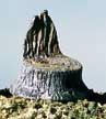 S31 TREE STUMPS