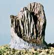 S32 BROKEN TREE STUMPS