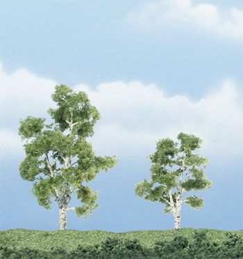 TR1603 SYCAMORE TREES